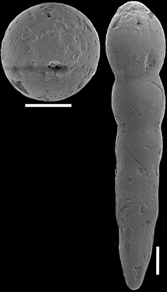 Epelistoma morgansi Hayward, 2012 PARATYPE Epelistoma morgansi Hayward, 2012 PARATYPE