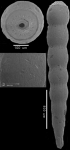 Epelistoma morgansi Hayward, 2012 HOLOTYPE