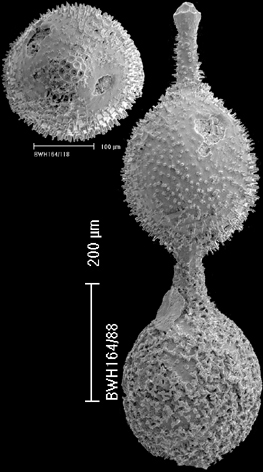 Lotostomoides asperulum (Neugeboren, 1852) IDENTIFIED SPECIMEN Lotostomoides asperulum (Neugeboren, 1852) IDENTIFIED SPECIMEN
