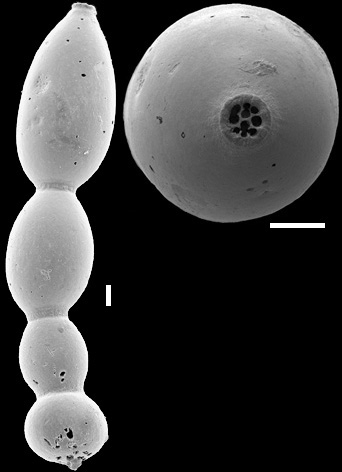 Lotostomoides calomorpha (Reuss, 1866) IDENTIFIED SPECIMEN Lotostomoides calomorpha (Reuss, 1866) IDENTIFIED SPECIMEN