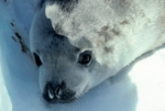 Crab eater seal pup portrait