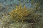 Bebryce cinerea, 62 m Roughtongue Reef, Gulf of Mexico.

Photograph courtesy of NOAA-USGS-Deep Sea Systems International. Identifications by P. Etnoyer et al. For more information see supplementary material in: Etnoyer PJ, Wickes LN, Silva M, Dubick JD, Balthis L, Salgado E, MacDonald IR (2016). Decline in condition of gorgonian octocorals on mesophotic reefs in the northern Gulf of Mexico: before and after the Deepwater Horizon oil spill. Coral Reefs 35: 77-90.