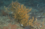 Bebryce grandis, 58 m Roughtongue Reef, Gulf of Mexico.

Photograph courtesy of NOAA-USGS-Deep Sea Systems International. Identifications by P. Etnoyer et al. For more information see supplementary material in: Etnoyer PJ, Wickes LN, Silva M, Dubick JD, Balthis L, Salgado E, MacDonald IR (2016). Decline in condition of gorgonian octocorals on mesophotic reefs in the northern Gulf of Mexico: before and after the Deepwater Horizon oil spill. Coral Reefs 35: 77-90.