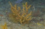 Bebryce parastellata, 59 m Roughtongue Reef, Gulf of Mexico.

Photograph courtesy of NOAA-USGS-Deep Sea Systems International. Identifications by P. Etnoyer et al. For more information see supplementary material in: Etnoyer PJ, Wickes LN, Silva M, Dubick JD, Balthis L, Salgado E, MacDonald IR (2016). Decline in condition of gorgonian octocorals on mesophotic reefs in the northern Gulf of Mexico: before and after the Deepwater Horizon oil spill. Coral Reefs 35: 77-90.