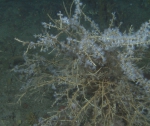Carijoa riisei, 62 m Roughtongue Reef, Gulf of Mexico.

Photograph courtesy of NOAA-USGS-Deep Sea Systems International. Identifications by P. Etnoyer et al. For more information see supplementary material in: Etnoyer PJ, Wickes LN, Silva M, Dubick JD, Balthis L, Salgado E, MacDonald IR (2016). Decline in condition of gorgonian octocorals on mesophotic reefs in the northern Gulf of Mexico: before and after the Deepwater Horizon oil spill. Coral Reefs 35: 77-90.
