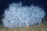 Hypnogorgia pendula, 64 m Roughtongue Reef, Gulf of Mexico.

Photograph courtesy of NOAA-USGS-Deep Sea Systems International. Identifications by P. Etnoyer et al. For more information see supplementary material in: Etnoyer PJ, Wickes LN, Silva M, Dubick JD, Balthis L, Salgado E, MacDonald IR (2016). Decline in condition of gorgonian octocorals on mesophotic reefs in the northern Gulf of Mexico: before and after the Deepwater Horizon oil spill. Coral Reefs 35: 77-90.