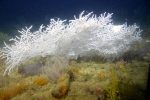 Hypnogorgia pendula, 72 m Alabama Alps Reef, Gulf of Mexico.

Photograph courtesy of NOAA-USGS-Deep Sea Systems International. Identifications by P. Etnoyer et al. For more information see supplementary material in: Etnoyer PJ, Wickes LN, Silva M, Dubick JD, Balthis L, Salgado E, MacDonald IR (2016). Decline in condition of gorgonian octocorals on mesophotic reefs in the northern Gulf of Mexico: before and after the Deepwater Horizon oil spill. Coral Reefs 35: 77-90.
