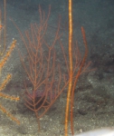 Leptogorgia sp., 57 m Yellowtail Reef, Gulf of Mexico.

Photograph courtesy of NOAA-USGS-Deep Sea Systems International. Identifications by P. Etnoyer et al. For more information see supplementary material in: Etnoyer PJ, Wickes LN, Silva M, Dubick JD, Balthis L, Salgado E, MacDonald IR (2016). Decline in condition of gorgonian octocorals on mesophotic reefs in the northern Gulf of Mexico: before and after the Deepwater Horizon oil spill. Coral Reefs 35: 77-90.

Identification: Leptogorgia violacea according to https://repository.library.noaa.gov/view/noaa/26466/noaa_26466_DS1.pdf (p18)

 
