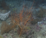 Leptogorgia sp., 61 m Roughtongue Reef, Gulf of Mexico.

Photograph courtesy of NOAA-USGS-Deep Sea Systems International. Identifications by P. Etnoyer et al. For more information see supplementary material in: Etnoyer PJ, Wickes LN, Silva M, Dubick JD, Balthis L, Salgado E, MacDonald IR (2016). Decline in condition of gorgonian octocorals on mesophotic reefs in the northern Gulf of Mexico: before and after the Deepwater Horizon oil spill. Coral Reefs 35: 77-90.

Identification: Leptogorgia violacea according to https://repository.library.noaa.gov/view/noaa/26466/noaa_26466_DS1.pdf (p18)