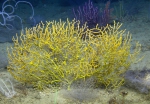 Muriciedes cf. hirta, 72 m Alabama Alps Reef, Gulf of Mexico.

Photograph courtesy of NOAA-USGS-Deep Sea Systems International. Identifications by P. Etnoyer et al. For more information see supplementary material in: Etnoyer PJ, Wickes LN, Silva M, Dubick JD, Balthis L, Salgado E, MacDonald IR (2016). Decline in condition of gorgonian octocorals on mesophotic reefs in the northern Gulf of Mexico: before and after the Deepwater Horizon oil spill. Coral Reefs 35: 77-90.