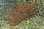 Nicella americana, 60 m Roughtongue Reef, Gulf of Mexico.

Photograph courtesy of NOAA-USGS-Deep Sea Systems International. Identifications by P. Etnoyer et al. For more information see supplementary material in: Etnoyer PJ, Wickes LN, Silva M, Dubick JD, Balthis L, Salgado E, MacDonald IR (2016). Decline in condition of gorgonian octocorals on mesophotic reefs in the northern Gulf of Mexico: before and after the Deepwater Horizon oil spill. Coral Reefs 35: 77-90.