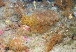 Nicella sp., 61 m Roughtongue Reef, Gulf of Mexico.

Photograph courtesy of NOAA-USGS-Deep Sea Systems International. Identifications by P. Etnoyer et al. For more information see supplementary material in: Etnoyer PJ, Wickes LN, Silva M, Dubick JD, Balthis L, Salgado E, MacDonald IR (2016). Decline in condition of gorgonian octocorals on mesophotic reefs in the northern Gulf of Mexico: before and after the Deepwater Horizon oil spill. Coral Reefs 35: 77-90.