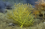 Placogorgia rudis, 68 m Alabama Alps Reef, Gulf of Mexico.

Photograph courtesy of NOAA-USGS-Deep Sea Systems International. Identifications by P. Etnoyer et al. For more information see supplementary material in: Etnoyer PJ, Wickes LN, Silva M, Dubick JD, Balthis L, Salgado E, MacDonald IR (2016). Decline in condition of gorgonian octocorals on mesophotic reefs in the northern Gulf of Mexico: before and after the Deepwater Horizon oil spill. Coral Reefs 35: 77-90.