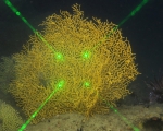 Placogorgia tenuis, 80 m Coral Trees Reef, Gulf of Mexico.

Photograph courtesy of NOAA-USGS-Deep Sea Systems International. Identifications by P. Etnoyer et al. For more information see supplementary material in: Etnoyer PJ, Wickes LN, Silva M, Dubick JD, Balthis L, Salgado E, MacDonald IR (2016). Decline in condition of gorgonian octocorals on mesophotic reefs in the northern Gulf of Mexico: before and after the Deepwater Horizon oil spill. Coral Reefs 35: 77-90.