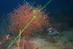 Swiftia exserta, 58 m Yellowtail Reef, Gulf of Mexico.

Photograph courtesy of NOAA-USGS-Deep Sea Systems International. Identifications by P. Etnoyer et al. For more information see supplementary material in: Etnoyer PJ, Wickes LN, Silva M, Dubick JD, Balthis L, Salgado E, MacDonald IR (2016). Decline in condition of gorgonian octocorals on mesophotic reefs in the northern Gulf of Mexico: before and after the Deepwater Horizon oil spill. Coral Reefs 35: 77-90.