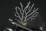 Thesea hebes, 62 m Coral Trees Reef, Gulf of Mexico.

Photograph courtesy of NOAA-USGS-Deep Sea Systems International. Identifications by P. Etnoyer et al. For more information see supplementary material in: Etnoyer PJ, Wickes LN, Silva M, Dubick JD, Balthis L, Salgado E, MacDonald IR (2016). Decline in condition of gorgonian octocorals on mesophotic reefs in the northern Gulf of Mexico: before and after the Deepwater Horizon oil spill. Coral Reefs 35: 77-90.