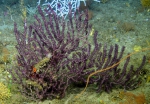 Thesea nivea, 64 m Roughtongue Reef, Gulf of Mexico.

Photograph courtesy of NOAA-USGS-Deep Sea Systems International. Identifications by P. Etnoyer et al. For more information see supplementary material in: Etnoyer PJ, Wickes LN, Silva M, Dubick JD, Balthis L, Salgado E, MacDonald IR (2016). Decline in condition of gorgonian octocorals on mesophotic reefs in the northern Gulf of Mexico: before and after the Deepwater Horizon oil spill. Coral Reefs 35: 77-90.