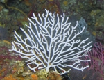 Thesea parviflora, 62 m Madison Swanson Reef, Gulf of Mexico.

Photograph courtesy of NOAA-USGS-Deep Sea Systems International. Identifications by P. Etnoyer et al. For more information see supplementary material in: Etnoyer PJ, Wickes LN, Silva M, Dubick JD, Balthis L, Salgado E, MacDonald IR (2016). Decline in condition of gorgonian octocorals on mesophotic reefs in the northern Gulf of Mexico: before and after the Deepwater Horizon oil spill. Coral Reefs 35: 77-90.