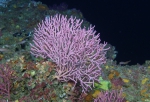 Thesea rubra, 62 m Madison Swanson Reef, Gulf of Mexico.

Photograph courtesy of NOAA-USGS-Deep Sea Systems International. Identifications by P. Etnoyer et al. For more information see supplementary material in: Etnoyer PJ, Wickes LN, Silva M, Dubick JD, Balthis L, Salgado E, MacDonald IR (2016). Decline in condition of gorgonian octocorals on mesophotic reefs in the northern Gulf of Mexico: before and after the Deepwater Horizon oil spill. Coral Reefs 35: 77-90.