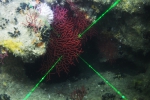 Thesea rubra, 78 m Coral Trees Reef, Gulf of Mexico.

Photograph courtesy of NOAA-USGS-Deep Sea Systems International. Identifications by P. Etnoyer et al. For more information see supplementary material in: Etnoyer PJ, Wickes LN, Silva M, Dubick JD, Balthis L, Salgado E, MacDonald IR (2016). Decline in condition of gorgonian octocorals on mesophotic reefs in the northern Gulf of Mexico: before and after the Deepwater Horizon oil spill. Coral Reefs 35: 77-90.