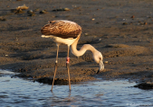 jonge Chileense Flamingo, author: Roland, Francois