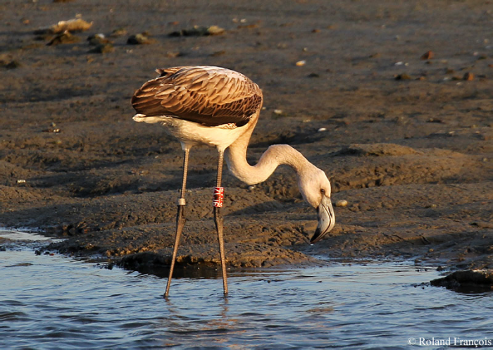 jonge Chileense Flamingo