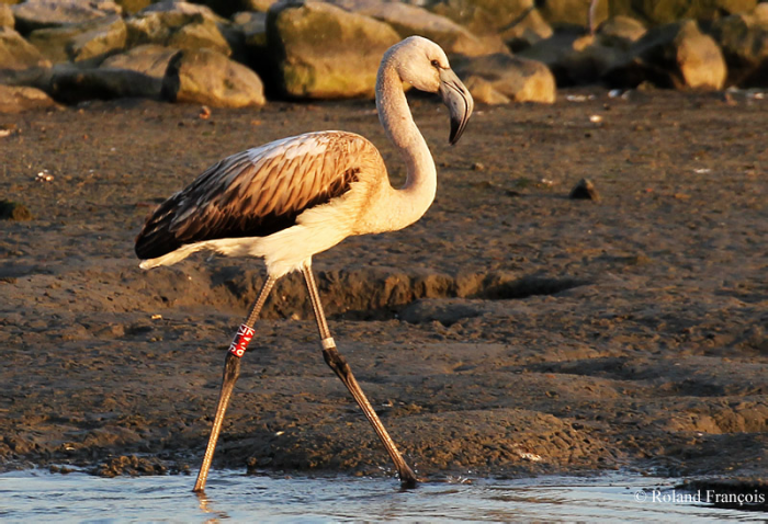 jonge Chileense Flamingo