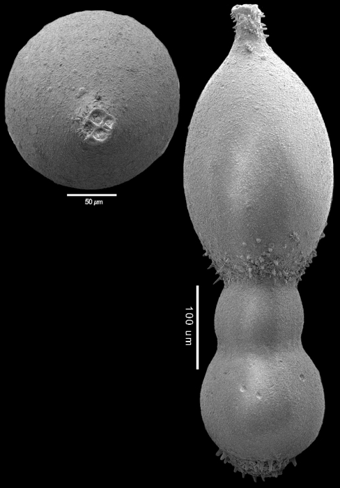 Lotostomoides jorisseni Hayward, 2012 HOLOTYPE Lotostomoides jorisseni Hayward, 2012 HOLOTYPE