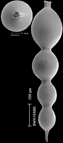 Lotostomoides schwageri Hayward, 2012 HOLOTYPE Lotostomoides schwageri Hayward, 2012 HOLOTYPE