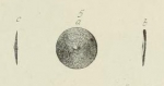 Orbitolites socialis Leymerie, 1851