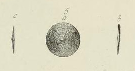 Orbitolites socialis Leymerie, 1851 Orbitolites socialis Leymerie, 1851