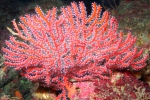Thesea rubra, 78 m Flower Garden Banks, Gulf of Mexico.

Photograph courtesy of NOAA-Flower Garden Banks National Marine Sanctuary. Identifications by P. Etnoyer et al. For more information see supplementary material in: Etnoyer PJ, Wickes LN, Silva M, Dubick JD, Balthis L, Salgado E, MacDonald IR (2016). Decline in condition of gorgonian octocorals on mesophotic reefs in the northern Gulf of Mexico: before and after the Deepwater Horizon oil spill. Coral Reefs 35: 77-90.