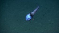 Acanthonus armatus, 1780 m Guayanilla Canyon, Caribbean.

Photograph courtesy of NOAA Okeanos Explorer, Océano Profundo 2015. Identification from photograph by A. Quattrini et al. For more information see: Quattrini AM, Demopoulos AWJ, Singer R, Roa-Veron A, Chaytor JD (2017). Demersal fish assemblages on seamounts and other rugged features in the northeastern Caribbean. Deep Sea Research Part I: Oceanographic Research Papers 123: 90-104.