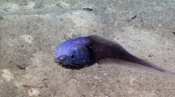 Acanthonus armatus, 2746 m Exocet Bank, Caribbean.

Photograph courtesy of NOAA Okeanos Explorer, Océano Profundo 2015. Identification from photograph by A. Quattrini et al. For more information see: Quattrini AM, Demopoulos AWJ, Singer R, Roa-Veron A, Chaytor JD (2017). Demersal fish assemblages on seamounts and other rugged features in the northeastern Caribbean. Deep Sea Research Part I: Oceanographic Research Papers 123: 90-104.