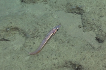 Argentinia sp., 523 m platform west of Puerto Rico, Caribbean.

Photograph courtesy of NOAA Okeanos Explorer, Océano Profundo 2015. Identification from photograph by A. Quattrini et al. For more information see: Quattrini AM, Demopoulos AWJ, Singer R, Roa-Veron A, Chaytor JD (2017). Demersal fish assemblages on seamounts and other rugged features in the northeastern Caribbean. Deep Sea Research Part I: Oceanographic Research Papers 123: 90-104.