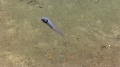 Ophidiiformes