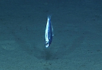 Bathyclupea schroederi, 608 m Whiting Bank, Caribbean.

Photograph courtesy of NOAA Okeanos Explorer, Océano Profundo 2015. Identification from photograph by A. Quattrini et al. For more information see: Quattrini AM, Demopoulos AWJ, Singer R, Roa-Veron A, Chaytor JD (2017). Demersal fish assemblages on seamounts and other rugged features in the northeastern Caribbean. Deep Sea Research Part I: Oceanographic Research Papers 123: 90-104.