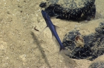 Bathypterois grallator, 3226 m Mona Canyon, Caribbean.

Photograph courtesy of NOAA Okeanos Explorer, Océano Profundo 2015. Identification from photograph by A. Quattrini et al. For more information see: Quattrini AM, Demopoulos AWJ, Singer R, Roa-Veron A, Chaytor JD (2017). Demersal fish assemblages on seamounts and other rugged features in the northeastern Caribbean. Deep Sea Research Part I: Oceanographic Research Papers 123: 90-104.