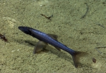 Bathypterois phenax, , 1781 m Guayanilla Canyon, Caribbean. 

Photograph courtesy of NOAA Okeanos Explorer, Océano Profundo 2015. Identification from photograph by A. Quattrini et al. For more information see: Quattrini AM, Demopoulos AWJ, Singer R, Roa-Veron A, Chaytor JD (2017). Demersal fish assemblages on seamounts and other rugged features in the northeastern Caribbean. Deep Sea Research Part I: Oceanographic Research Papers 123: 90-104.