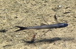 Bathypterois sp., 882 m Whiting Bank, Caribbean.

Photograph courtesy of NOAA Okeanos Explorer, Océano Profundo 2015. Identification from photograph by A. Quattrini et al. For more information see: Quattrini AM, Demopoulos AWJ, Singer R, Roa-Veron A, Chaytor JD (2017). Demersal fish assemblages on seamounts and other rugged features in the northeastern Caribbean. Deep Sea Research Part I: Oceanographic Research Papers 123: 90-104.