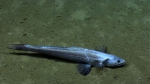 Bathysaurus mollis, 1929 m Guayanilla Canyon, Caribbean.

Photograph courtesy of NOAA Okeanos Explorer, Océano Profundo 2015. Identification from photograph by A. Quattrini et al. For more information see: Quattrini AM, Demopoulos AWJ, Singer R, Roa-Veron A, Chaytor JD (2017). Demersal fish assemblages on seamounts and other rugged features in the northeastern Caribbean. Deep Sea Research Part I: Oceanographic Research Papers 123: 90-104.