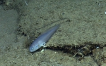?Benthocometes robustus, 528 m platform west of Puerto Rico, Caribbean.

Photograph courtesy of NOAA Okeanos Explorer, Océano Profundo 2015. Identification from photograph by A. Quattrini et al. For more information see: Quattrini AM, Demopoulos AWJ, Singer R, Roa-Veron A, Chaytor JD (2017). Demersal fish assemblages on seamounts and other rugged features in the northeastern Caribbean. Deep Sea Research Part I: Oceanographic Research Papers 123: 90-104.