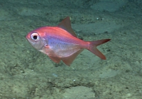 Beryx decadactylus, 566 m platform west of Puerto Rico, Caribbean.

Photograph courtesy of NOAA Okeanos Explorer, Océano Profundo 2015. Identification from photograph by A. Quattrini et al. For more information see: Quattrini AM, Demopoulos AWJ, Singer R, Roa-Veron A, Chaytor JD (2017). Demersal fish assemblages on seamounts and other rugged features in the northeastern Caribbean. Deep Sea Research Part I: Oceanographic Research Papers 123: 90-104.