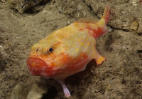 Chaunax pictus, 455 m Pichincho, Caribbean.

Photograph courtesy of NOAA Okeanos Explorer, Océano Profundo 2015. Identification from photograph by A. Quattrini et al. For more information see: Quattrini AM, Demopoulos AWJ, Singer R, Roa-Veron A, Chaytor JD (2017). Demersal fish assemblages on seamounts and other rugged features in the northeastern Caribbean. Deep Sea Research Part I: Oceanographic Research Papers 123: 90-104.