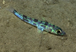 Chlorophthalmus agassizi, 606 m Pichincho, Caribbean.

Photograph courtesy of NOAA Okeanos Explorer, Océano Profundo 2015. Identification from photograph by A. Quattrini et al. For more information see: Quattrini AM, Demopoulos AWJ, Singer R, Roa-Veron A, Chaytor JD (2017). Demersal fish assemblages on seamounts and other rugged features in the northeastern Caribbean. Deep Sea Research Part I: Oceanographic Research Papers 123: 90-104.