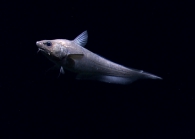 Coryphaenoides armatus, 3859 m Mona Canyon, Caribbean.

Photograph courtesy of NOAA Okeanos Explorer, Océano Profundo 2015. Identification from photograph by A. Quattrini et al. For more information see: Quattrini AM, Demopoulos AWJ, Singer R, Roa-Veron A, Chaytor JD (2017). Demersal fish assemblages on seamounts and other rugged features in the northeastern Caribbean. Deep Sea Research Part I: Oceanographic Research Papers 123: 90-104.