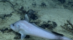 Gadomus arcuatus, 926 m St. Croix Pinnacles, Caribbean.

Photograph courtesy of NOAA Okeanos Explorer, Océano Profundo 2015. Identification from photograph by A. Quattrini et al. For more information see: Quattrini AM, Demopoulos AWJ, Singer R, Roa-Veron A, Chaytor JD (2017). Demersal fish assemblages on seamounts and other rugged features in the northeastern Caribbean. Deep Sea Research Part I: Oceanographic Research Papers 123: 90-104.