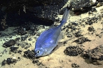 Grammicolepis brachiusculus, 592 m Whiting Bank, Caribbean.

Photograph courtesy of NOAA Okeanos Explorer, Océano Profundo 2015. Identification from photograph by A. Quattrini et al. For more information see: Quattrini AM, Demopoulos AWJ, Singer R, Roa-Veron A, Chaytor JD (2017). Demersal fish assemblages on seamounts and other rugged features in the northeastern Caribbean. Deep Sea Research Part I: Oceanographic Research Papers 123: 90-104.