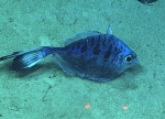 Grammicolepis brachiusculus, 832 m Whiting Bank, Caribbean.

Photograph courtesy of NOAA Okeanos Explorer, Océano Profundo 2015. Identification from photograph by A. Quattrini et al. For more information see: Quattrini AM, Demopoulos AWJ, Singer R, Roa-Veron A, Chaytor JD (2017). Demersal fish assemblages on seamounts and other rugged features in the northeastern Caribbean. Deep Sea Research Part I: Oceanographic Research Papers 123: 90-104.