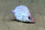 Hollardia hollardi, 597 m platform west of Puerto Rico, Caribbean.

Photograph courtesy of NOAA Okeanos Explorer, Océano Profundo 2015. Identification from photograph by A. Quattrini et al. For more information see: Quattrini AM, Demopoulos AWJ, Singer R, Roa-Veron A, Chaytor JD (2017). Demersal fish assemblages on seamounts and other rugged features in the northeastern Caribbean. Deep Sea Research Part I: Oceanographic Research Papers 123: 90-104.